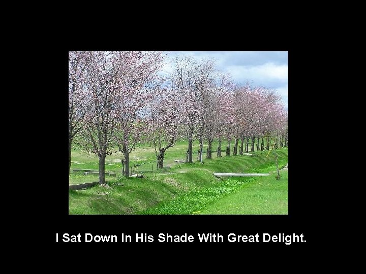 I Sat Down In His Shade With Great Delight. 