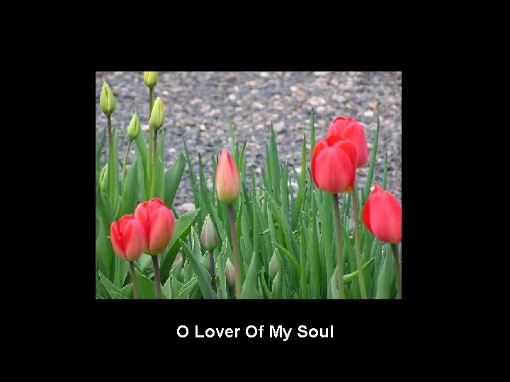 O Lover Of My Soul 