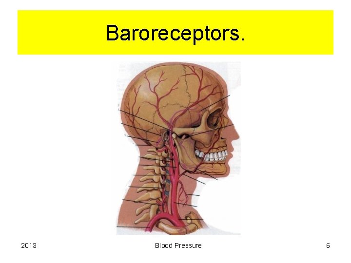 Baroreceptors. 2013 Blood Pressure 6 