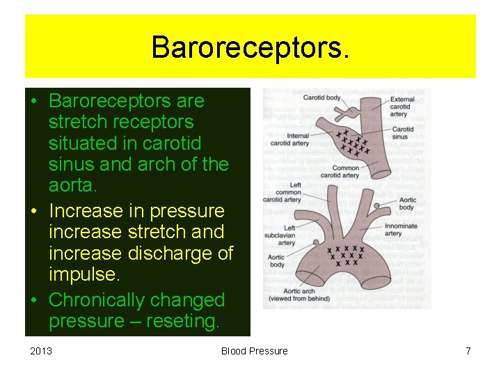 Baroreceptors. • Baroreceptors are stretch receptors situated in carotid sinus and arch of the