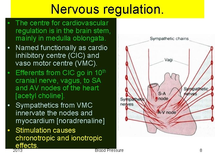 Nervous regulation. • The centre for cardiovascular regulation is in the brain stem, mainly