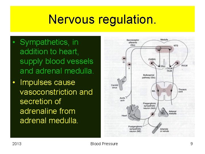 Nervous regulation. • Sympathetics, in addition to heart, supply blood vessels and adrenal medulla.