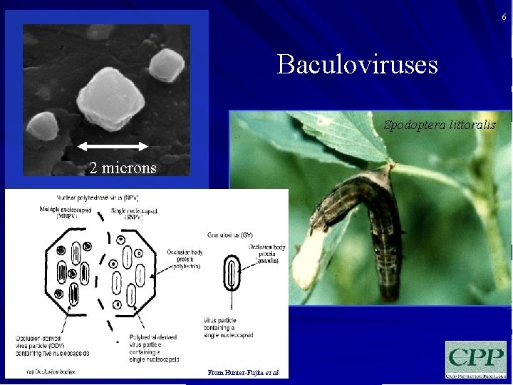 6 Baculoviruses Spodoptera littoralis 2 microns From Hunter-Fujita et al 