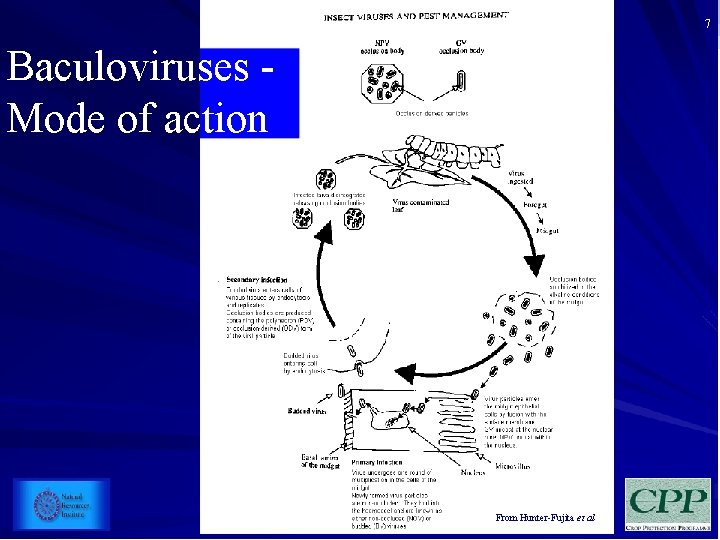 7 Baculoviruses Mode of action From Hunter-Fujita et al 