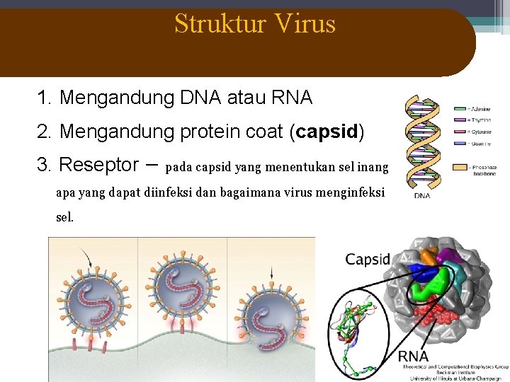 Struktur Virus 1. Mengandung DNA atau RNA 2. Mengandung protein coat (capsid) 3. Reseptor