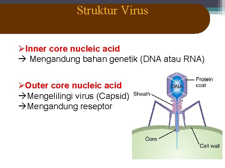 Struktur Virus ØInner core nucleic acid Mengandung bahan genetik (DNA atau RNA) ØOuter core