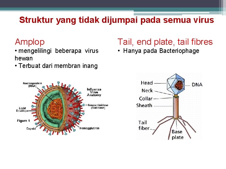 Struktur yang tidak dijumpai pada semua virus Amplop Tail, end plate, tail fibres •