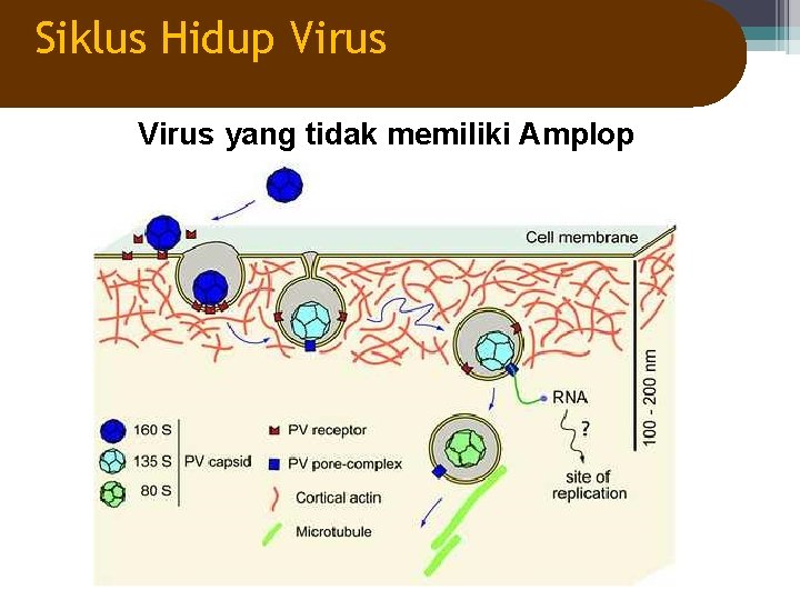 Siklus Hidup Virus yang tidak memiliki Amplop 