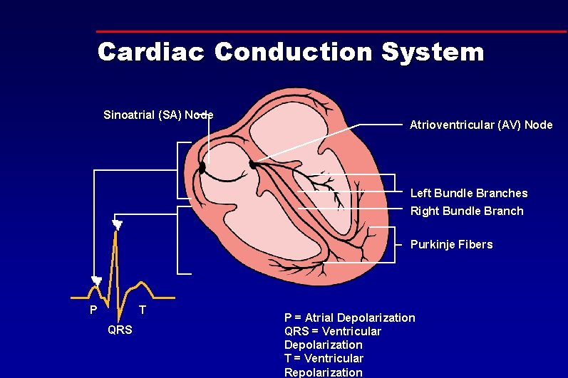 Cardiac Conduction System Sinoatrial (SA) Node Atrioventricular (AV) Node Left Bundle Branches Right Bundle