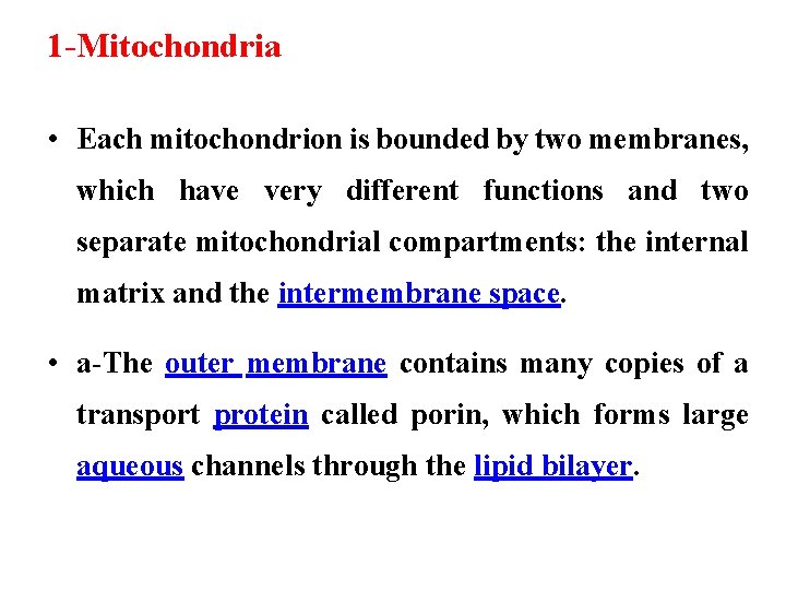 1 -Mitochondria • Each mitochondrion is bounded by two membranes, which have very different