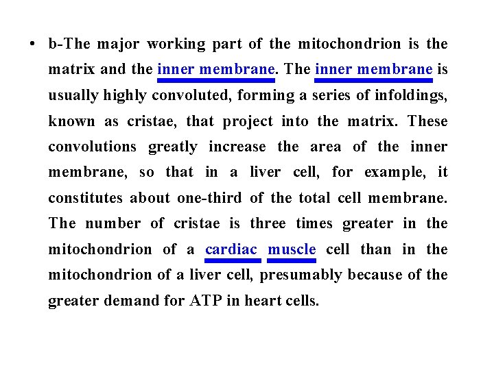  • b-The major working part of the mitochondrion is the matrix and the