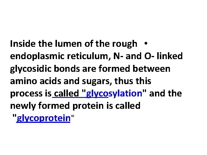 Inside the lumen of the rough • endoplasmic reticulum, N- and O- linked glycosidic