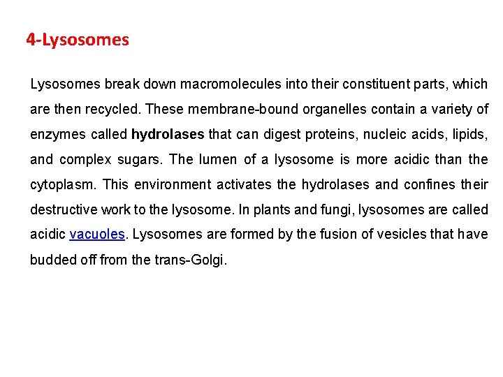 4 -Lysosomes break down macromolecules into their constituent parts, which are then recycled. These