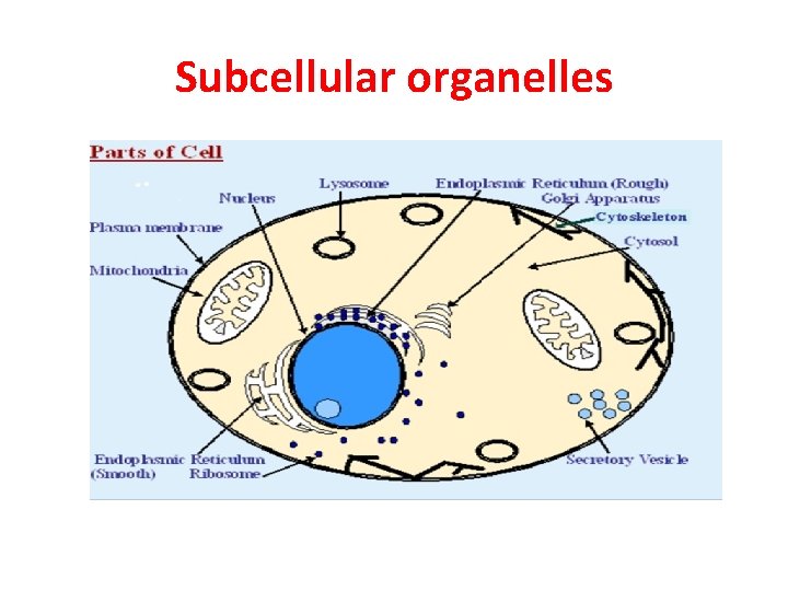 Subcellular organelles 