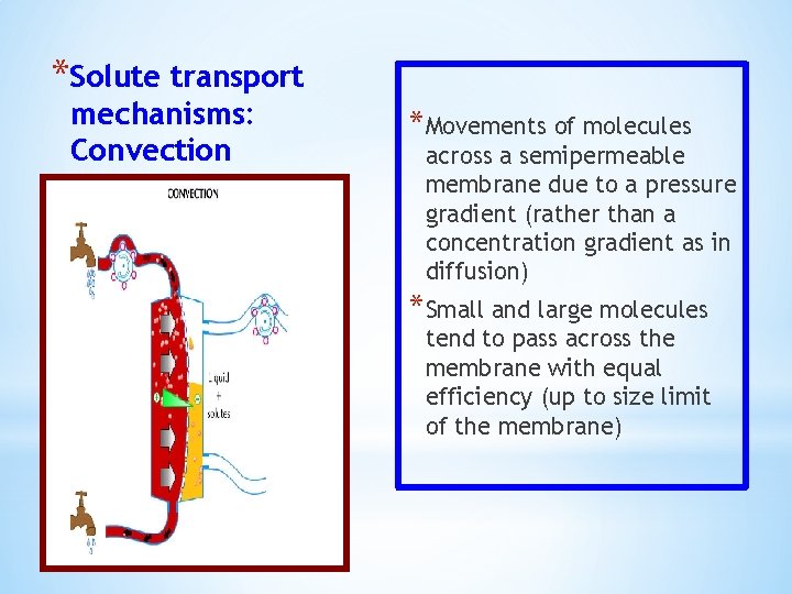 *Solute transport mechanisms: Convection *Movements of molecules across a semipermeable membrane due to a