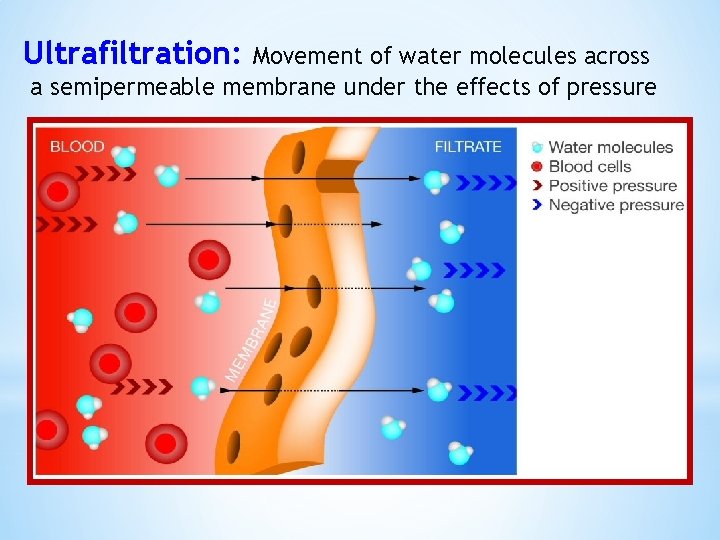 Ultrafiltration: Movement of water molecules across a semipermeable membrane under the effects of pressure