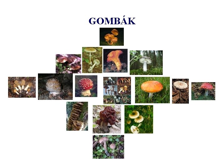 GOMBÁK 