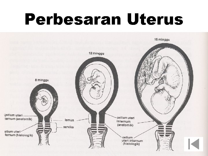 Perbesaran Uterus 