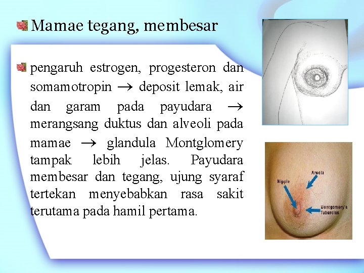 Mamae tegang, membesar pengaruh estrogen, progesteron dan somamotropin deposit lemak, air dan garam pada