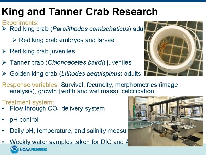 King and Tanner Crab Research Experiments: Ø Red king crab (Paralithodes camtschaticus) adult females