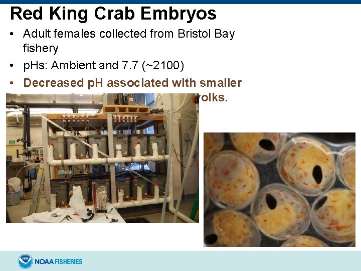Red King Crab Embryos • Adult females collected from Bristol Bay fishery • p.