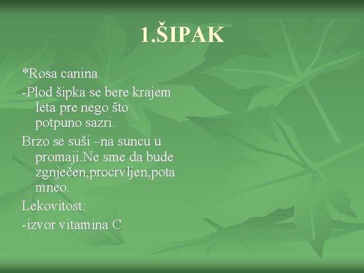 1. ŠIPAK *Rosa canina -Plod šipka se bere krajem leta pre nego što potpuno