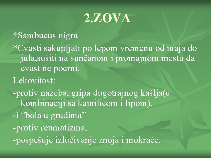 2. ZOVA *Sambucus nigra *Cvasti sakupljati po lepom vremenu od maja do jula, sušiti