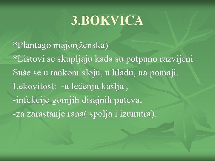 3. BOKVICA *Plantago major(ženska) *Listovi se skupljaju kada su potpuno razvijeni Suše se u