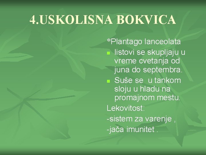 4. USKOLISNA BOKVICA *Plantago lanceolata n listovi se skupljaju u vreme cvetanja od juna