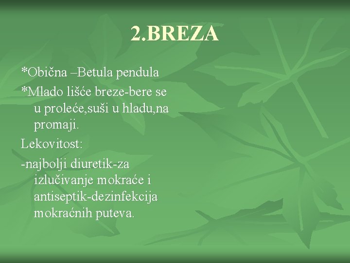 2. BREZA *Obična –Betula pendula *Mlado lišće breze-bere se u proleće, suši u hladu,