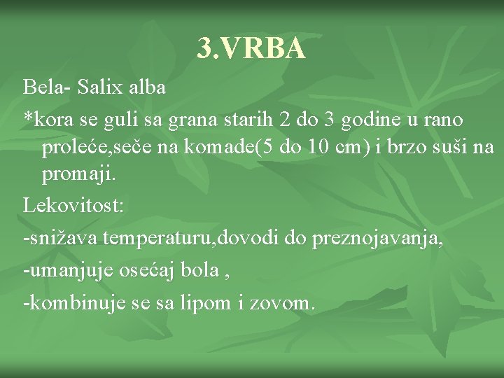 3. VRBA Bela- Salix alba *kora se guli sa grana starih 2 do 3