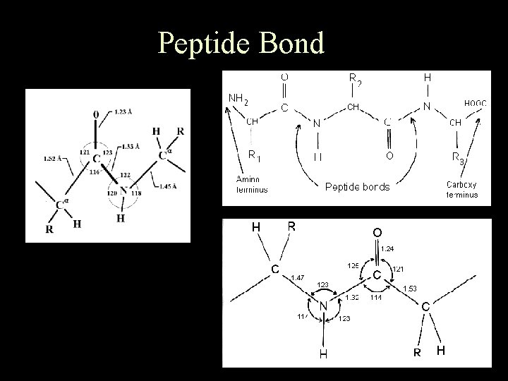 Peptide Bond 