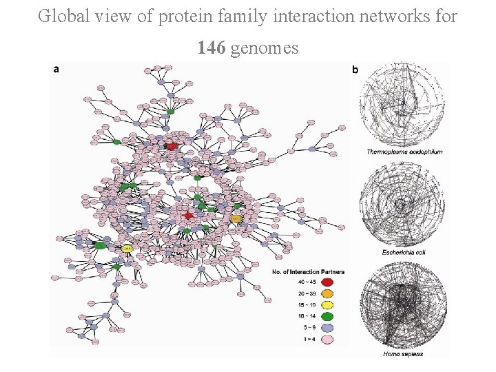 Global view of protein family interaction networks for 146 genomes 