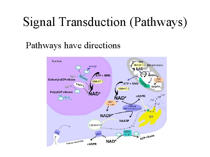 Signal Transduction (Pathways) • Pathways have directions 2021 -02 -21 30 