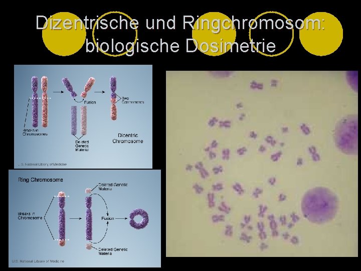 Dizentrische und Ringchromosom: biologische Dosimetrie 