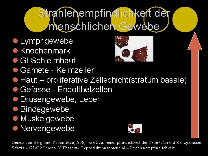 Strahlenempfindlichkeit der menschlichen Gewebe l Lymphgewebe l Knochenmark l GI Schleimhaut l Gamete -