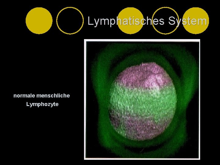 Lymphatisches System normale menschliche Lymphozyte 