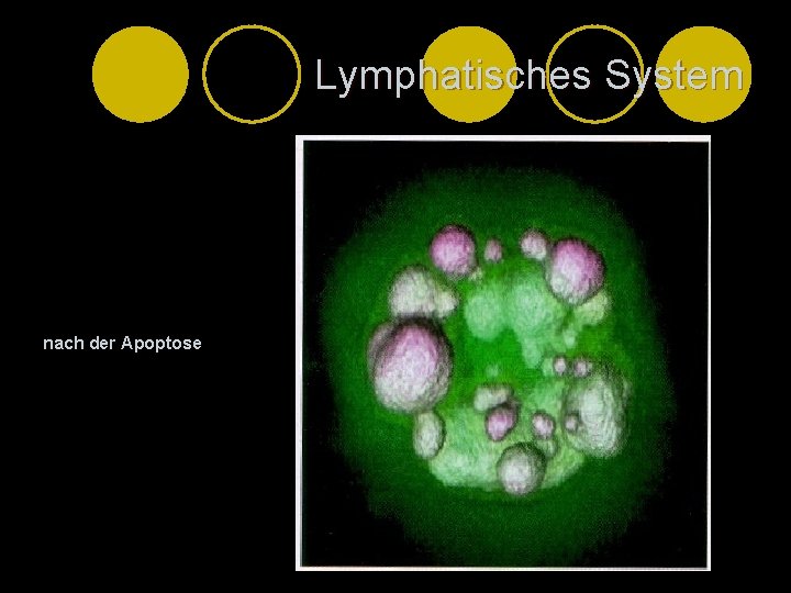 Lymphatisches System nach der Apoptose 