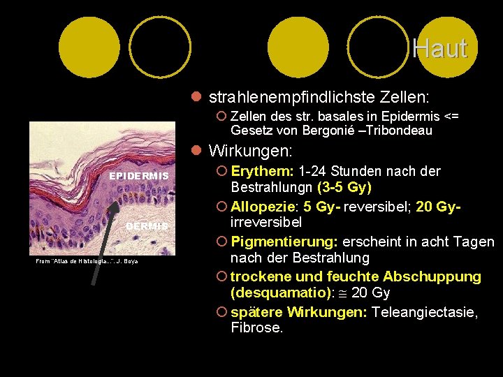 Haut l strahlenempfindlichste Zellen: ¡ Zellen des str. basales in Epidermis <= Gesetz von