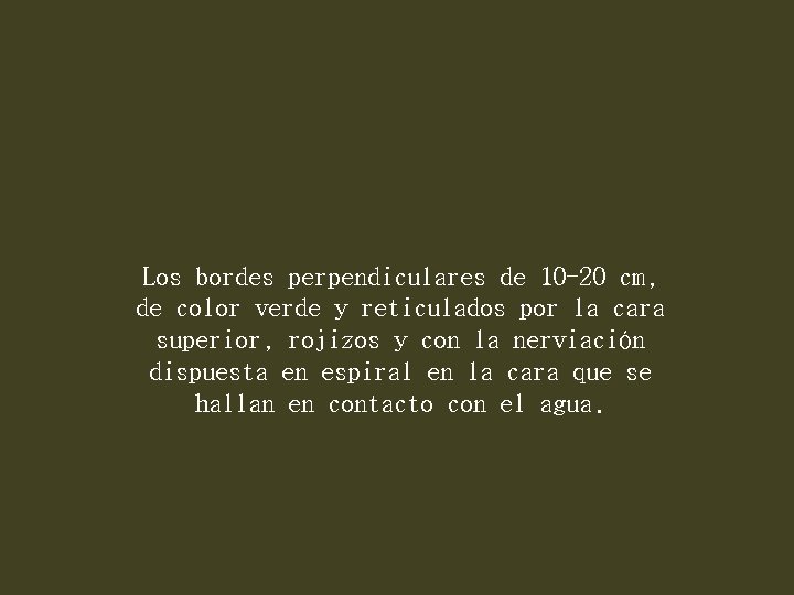 Los bordes perpendiculares de 10 -20 cm, de color verde y reticulados por la