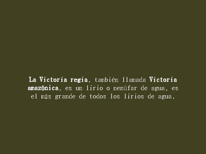 La Victoria regia, también llamada Victoria amazónica, es un lirio o nenúfar de agua,