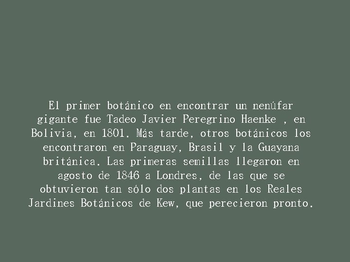 El primer botánico en encontrar un nenúfar gigante fue Tadeo Javier Peregrino Haenke ,