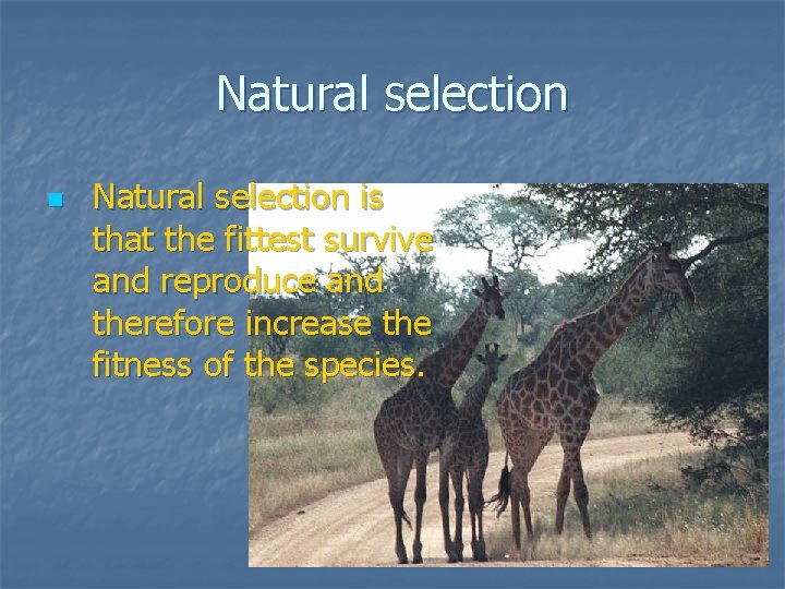 Natural selection n Natural selection is that the fittest survive and reproduce and therefore