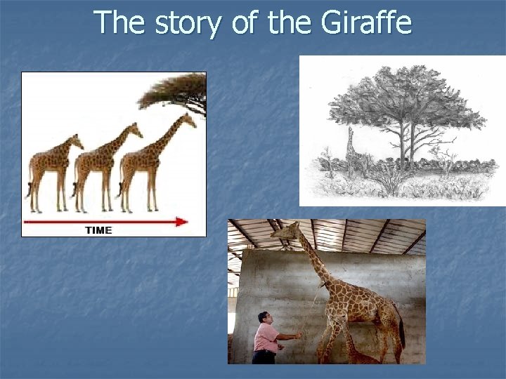 The story of the Giraffe 