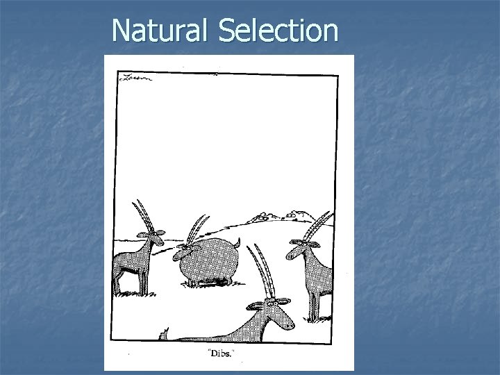 Natural Selection 