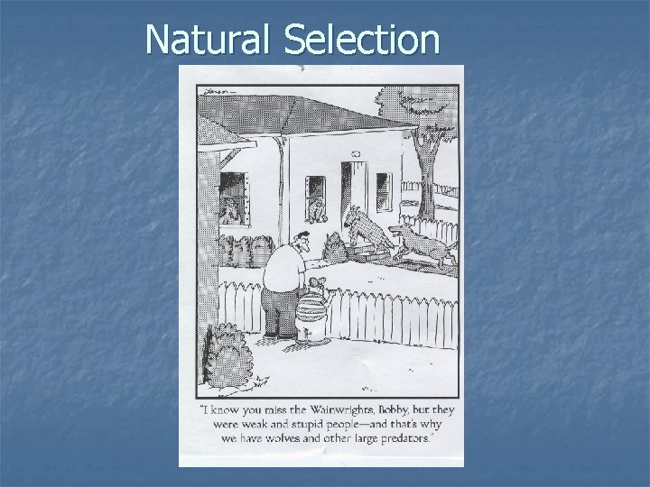 Natural Selection 