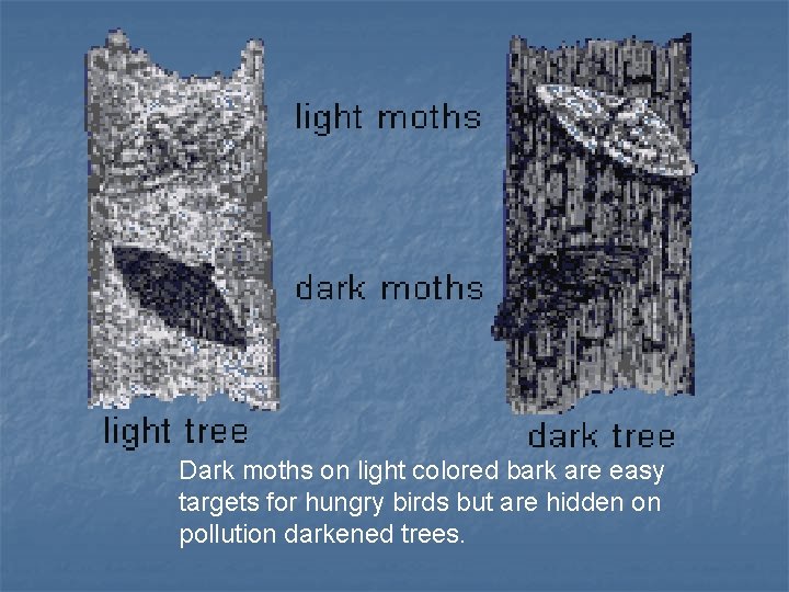  Dark moths on light colored bark are easy targets for hungry birds but