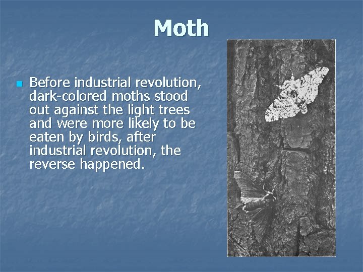 Moth n Before industrial revolution, dark-colored moths stood out against the light trees and