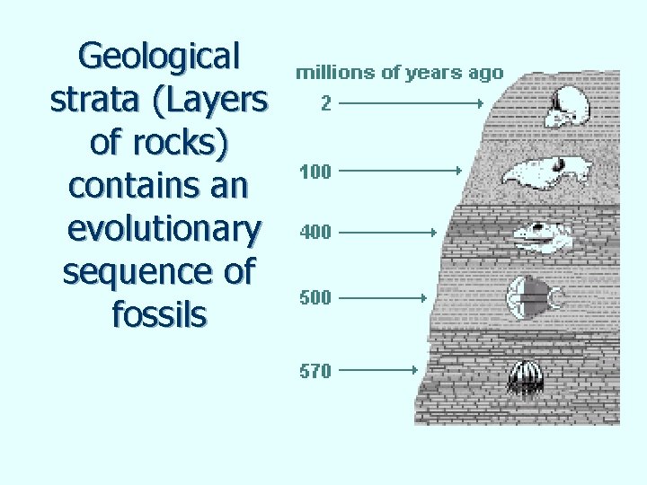 Geological strata (Layers of rocks) contains an evolutionary sequence of fossils 