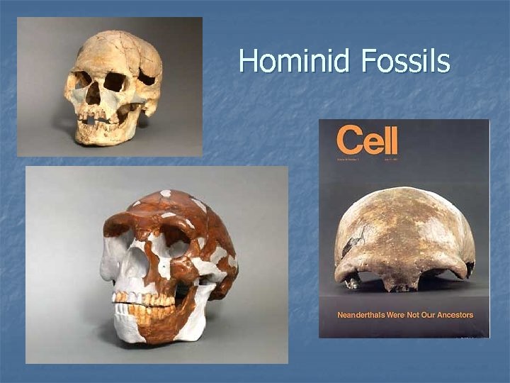 Hominid Fossils 